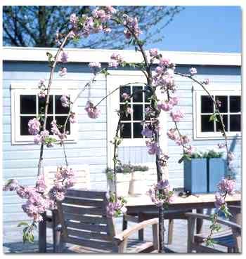 Prumus serrulata Kiku-shidare - Romantiek past in iedere tuin met een prieelboom op maat