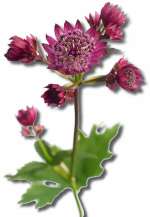 Astrantia ‘Abbey Road’