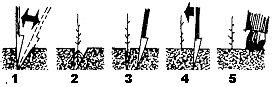 Winterstekken in maart uitplanten d.m.v. spade