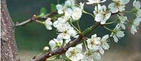 Talrijke bloemen bij de Japanse pruimen