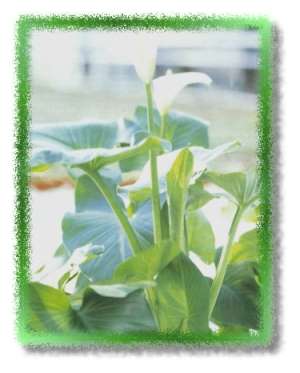 Zantedeschia aethiopica ´Green Goddes´