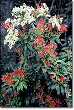 Pieris is een heester die graag in zure grond staat en dan maximaal mooi met brandweerrood blad uitloopt