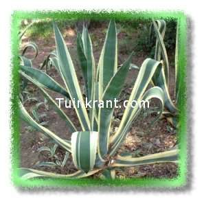 Agave americana Marginata - aloë