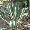 Populaire kamerplanten: de honderdjarige aloë of agave americana