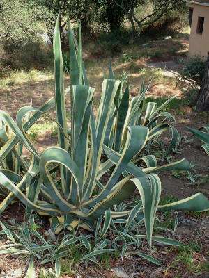 Populaire kamerplanten: de honderdjarige aloë of agave americana