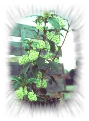 Ribes laurifolium - Foto Arjan Laros, alle rechten voorbehouden