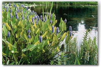 Het schitterend blauw bloeiende snoekkruid (Pontederia) heeft ook een witte variant.