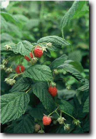 Zachtfruitsoorten voor septemberoogst zijn frambozen (Rubus idaeus) - Foto: PPH