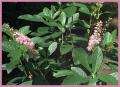 clethra