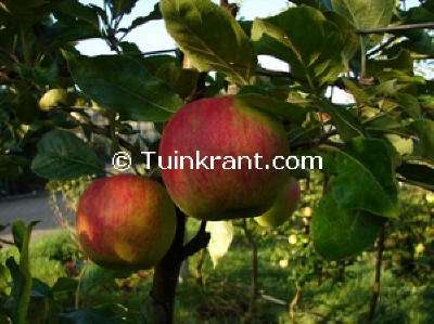 Malus domestica ´Rubinola´