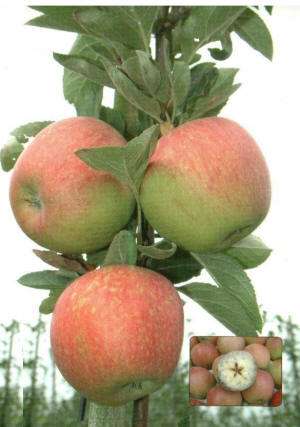 Earlybrae, een vroege Braeburn mutant. Op de afbeelding ook een test op de rijping te meten d.m.v. de lugoltest of zetmeeltest. Het aanwezige zetmeel kleurt paarszwart.