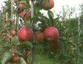 Appel Earlybrae is een zeer harde en vroegrijpende Braeburnmutant.