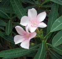 Nerium oleander ´Petite Pink’