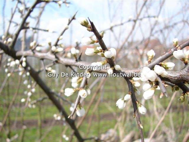 Prunus spinosa - sleedoorn is erg geschikt voor een houtwal waarin nuttige insecten kunnen nestelen.