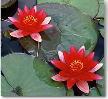 Waterlelies (Nymphaea) houden van zon en stilstaand water.