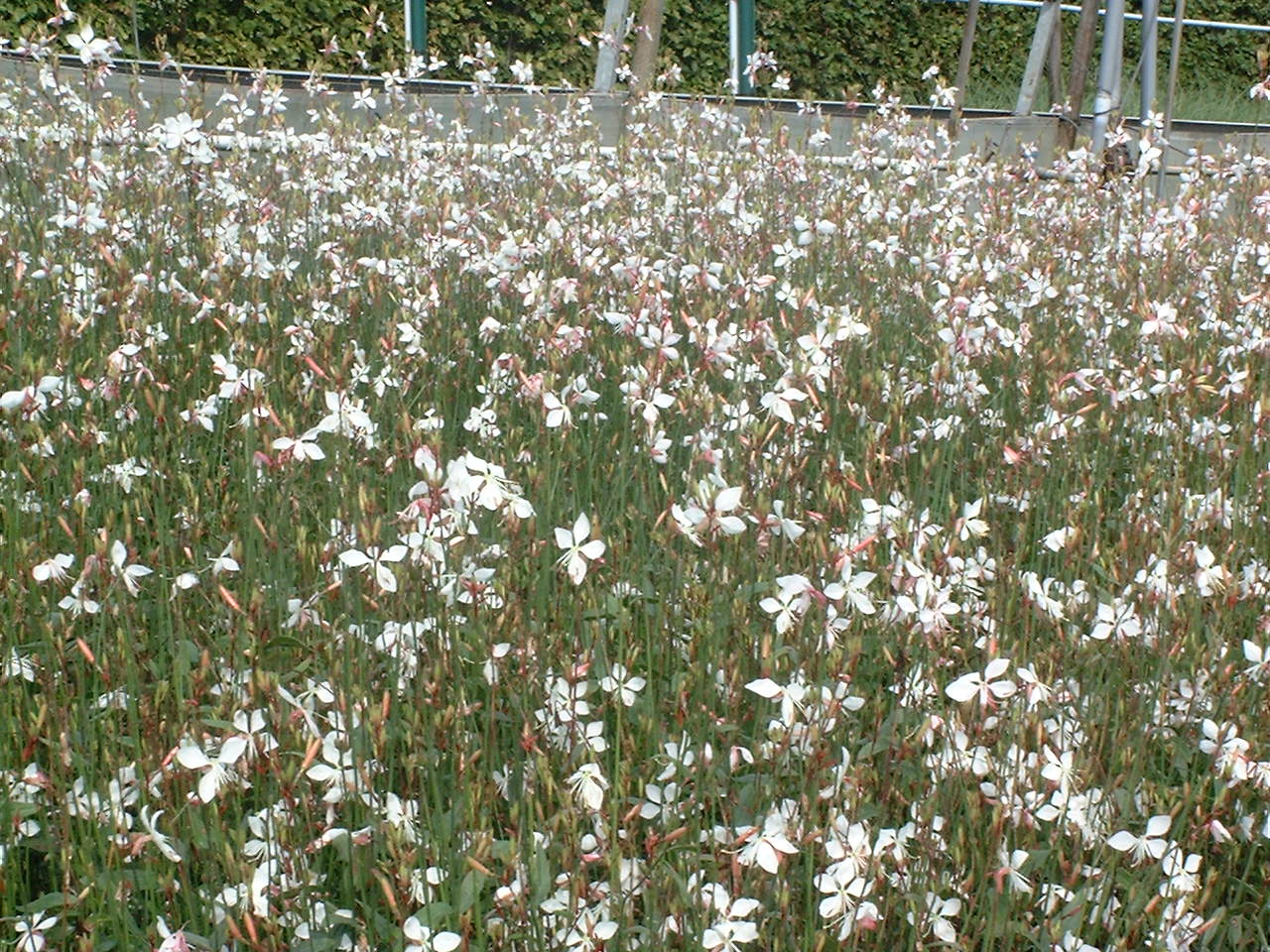 De prachtkaars (Gaura) kan er wat van