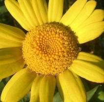 chrysanthemum segetum