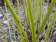 Cornus stolonifera ´Flaviramea´ is een breed uitgroeiende struik die wat lager blijft dan de andere. De naam geeft aan dat de takken fel groengeel getint zijn. 