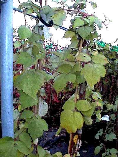 De Rubus phoenicolasius of Japanse wijnbes laat zich leiden zoals bramen aan draden.