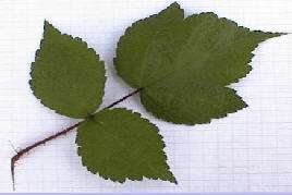 Rubus phoenicolasisu, Japanse wijnbes. Drietallig of vijftallig samengesteld blad.