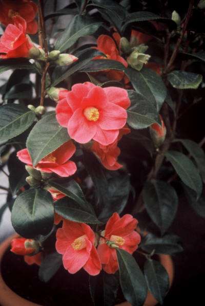 De groenblijvende camelia biedt vroeg in het jaar al kleur in de tuin