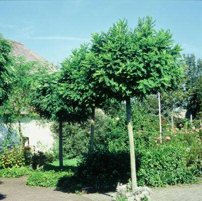 De fijnbladige bolacacia (Robinia pseudoacacia ´Umbraculifera´) past perfect in een kleine tuin.