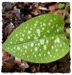 pulmonaria officinalis