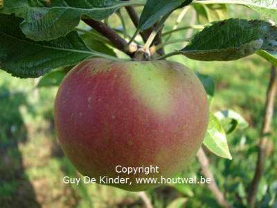 Malus domestica Svatava appel. Plukken vanaf einde september tot half oktober.