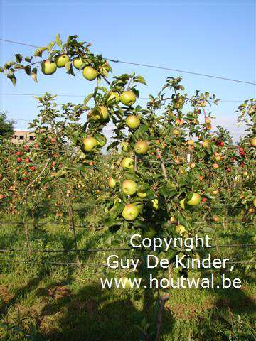 Malus domestica Svatava appel. Plukken vanaf einde september tot half oktober.