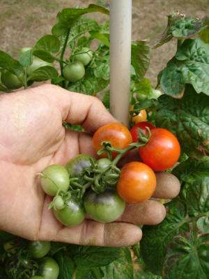 Tomatenras Tiny Tim