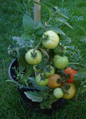 Tomatenrassen - Balkonzauber (syn. Balcon Zauber Röd)