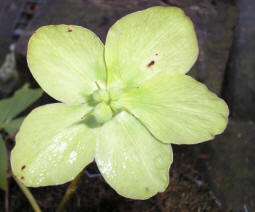 Helleborus bloem