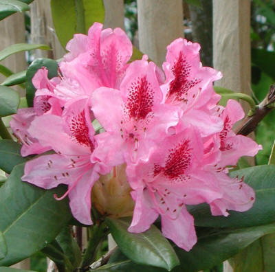 Rhododendron´s zijn er in alle maten en kleuren, maak uw keuze bij het tuincentrum.