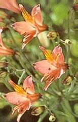 Alstroemeria Ligtu hybride