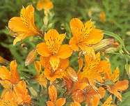 Alstroemeria Orange King