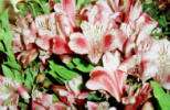 Alstroemeria pelegrina