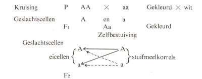 De kruising voorgesteld door letters