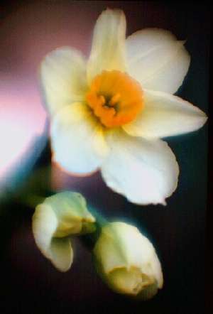 narcissus_paasbloem_witgeel.jpg (80901 bytes)