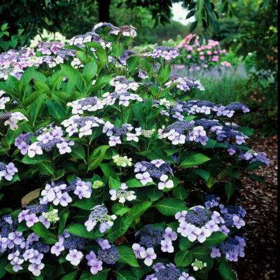 Hortensia (Hydrangea), heeft vele verschillende variaties.