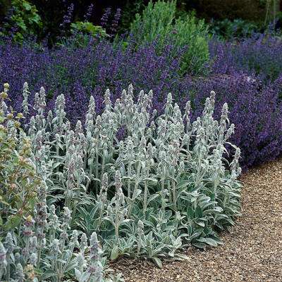 Ezelsoren (Stachys byzantina) combineert prachtig met lavendel.