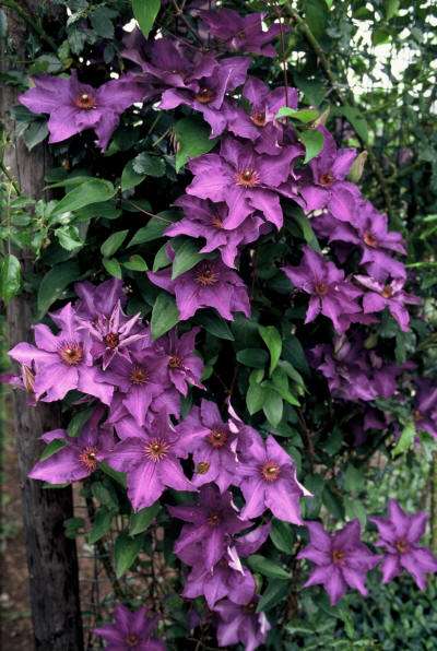 Met een bosrank (Clematis) bent u zeker van een bloemenweelde.