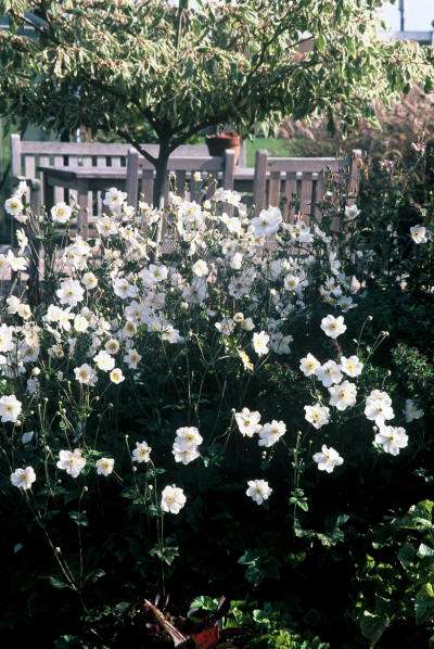 Genieten van het najaarszonnetje met uitzicht op de witte Anemone hybrida (x) ´Honorine Jobert´