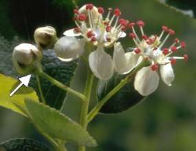 Aronia melanocarpa is een vrij kleine, vrijwel onbehaarde struik met zwarte bessen.