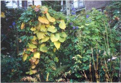 Aristolochia macrophylla in herfsttooi.