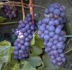 Vitis vinifera Boskoops Glory. Meeldauwtolerant druivenras. Zeer productief en gemakkelijk te snoeien. Snoei druiven in januari.