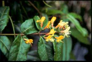 lonicera copper beauty