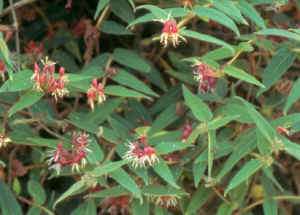 lonicera giraldii.jpg