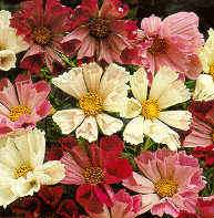 Cosmea bipinnatus ´Sea Shells´ 