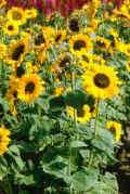 Helianthus annuus,