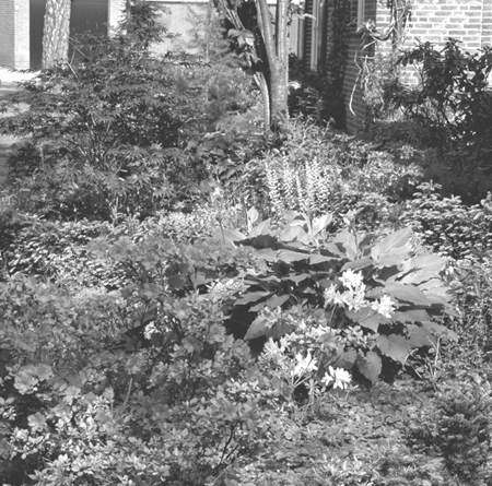 Beleef de lente in je tuin